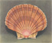 Vintage sea shell prints from 1945